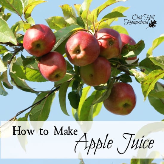 Featured on the Homestead Blog Hop - How to Make Apple Juice
