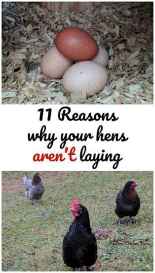 Homestead Blog Hop Feature - 11 Reasons Why Your Hens aren't laying