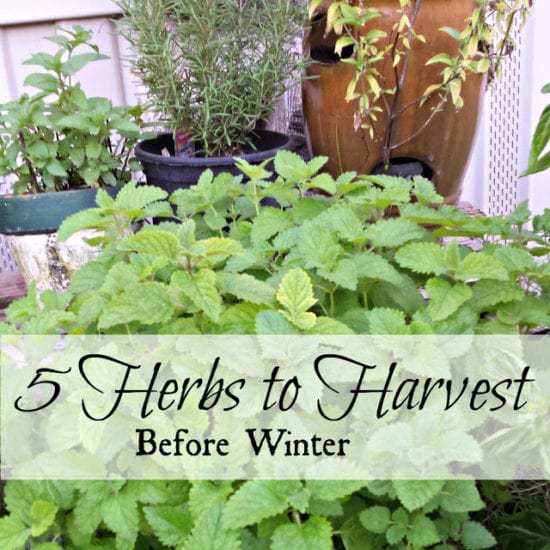 Homestead Blog Hop - 5 Herbs to Harvest Before Winter