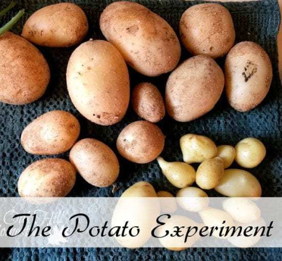 Homestead Blog Hop Feature from Oak Hill Homestead - The Potato Experiment