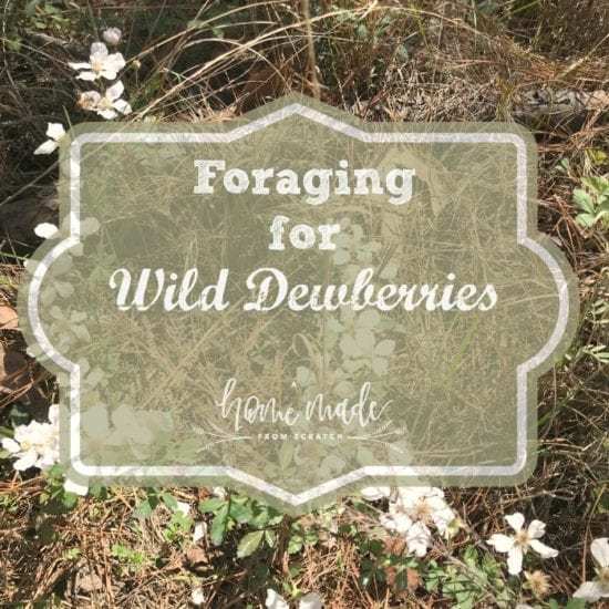 Homestead Blog Hop Feature - foraging-wild-dewberries