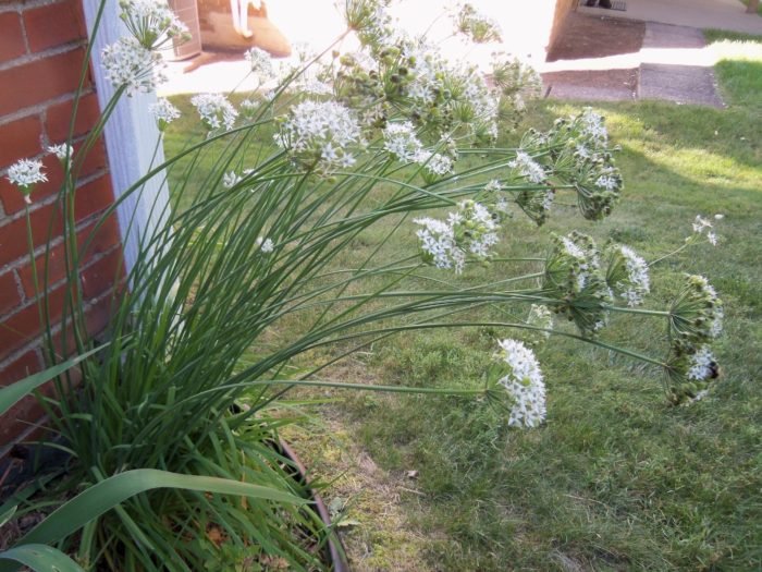 Growing Your Own Herbs - why, what herbs to grow, and how to dry herbs