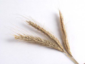 All About Wheat Flour