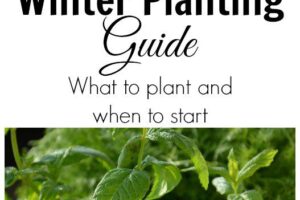 Winter Planting Guide - what to plant and when to start from Simple Life Mom