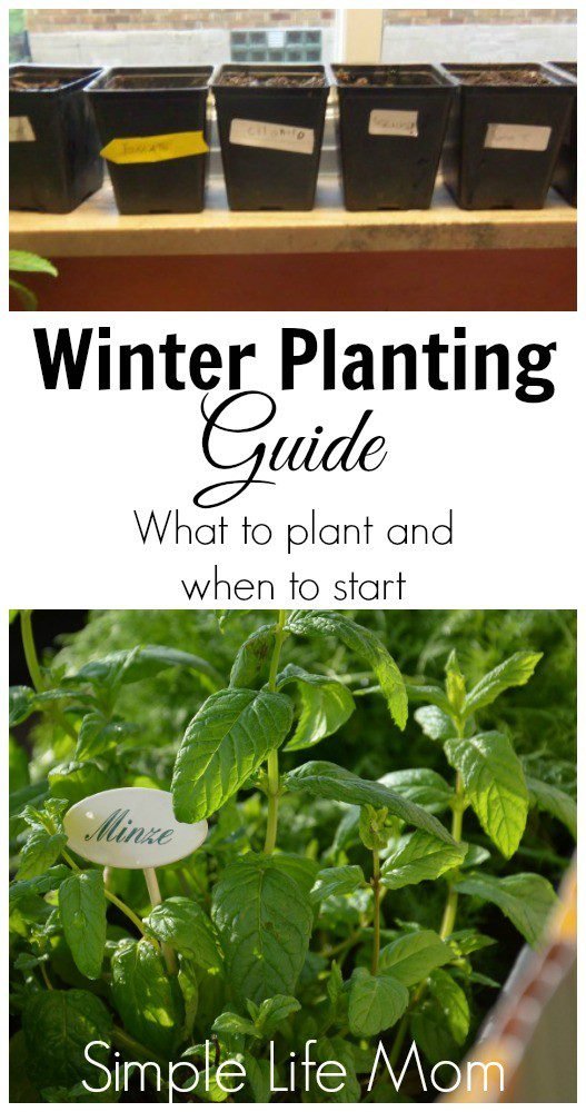 Winter Planting Guide - what to plant and when to start from Simple Life Mom