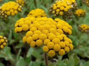 Essential Oils for Scars - Helichrysum