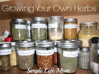 Growing Your Own Herbs - why, what herbs to grow, and how to dry herbs