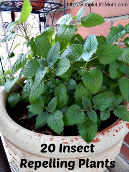 Top 10 Natural Beauty and Body Recipes: 20 Insect Repelling Plants