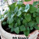 20 Insect Repelling Plants to Grow Now