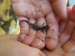 best fathers day gifts - salamander