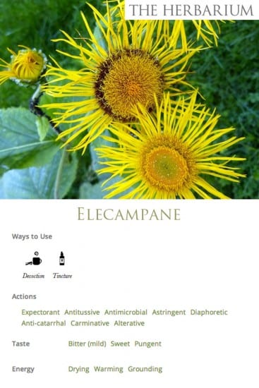 Learning About Herbs - ELECAMPANE- Monograph social