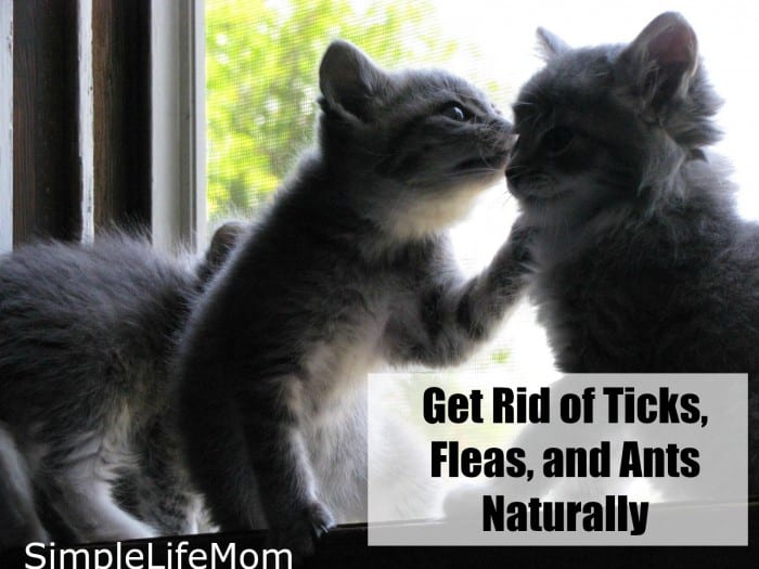 Get Rid of Insects Naturally from Simple Life Mom