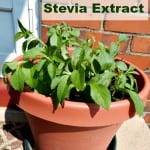 Homemade Stevia Extract by Simple Life Mom
