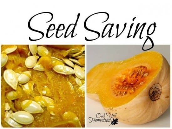 Featured on the Homestead Blog Hop - Seed Saving