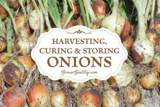 Featured on the Homestead Blog Hop -Harvesting, Curing, and Storing Onions from Grow a Good Life