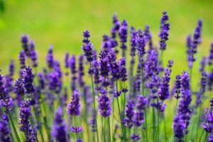 Lavender - 20 Stress Relieving Herbs and Teas from Simple Life Mom