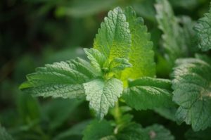 Lemonbalm - 20 Stress Relieving Herbs and Teas from Simple Life Mom