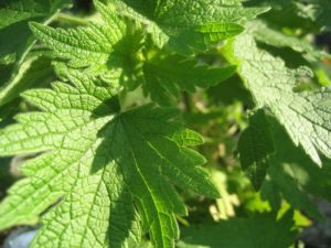 Motherwort - 20 Stress Relieving Herbs and Teas from Simple Life Mom