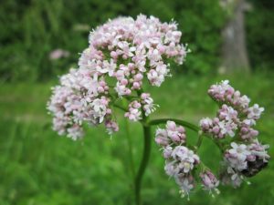 Valerian - 20 Stress Relieving Herbs and Teas from Simple Life Mom