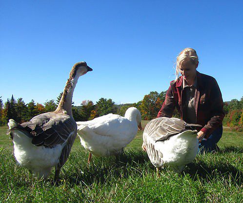 Homestead Blog Hop Feature - Treats for Geese