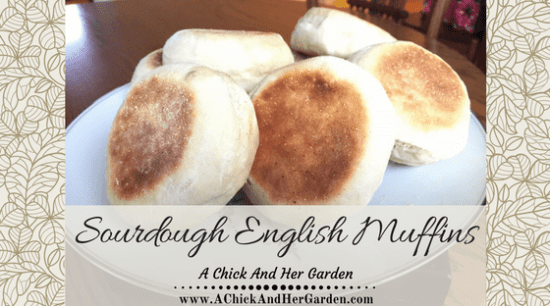 homestead-blog-hop-feature-sourdough-english-muffins