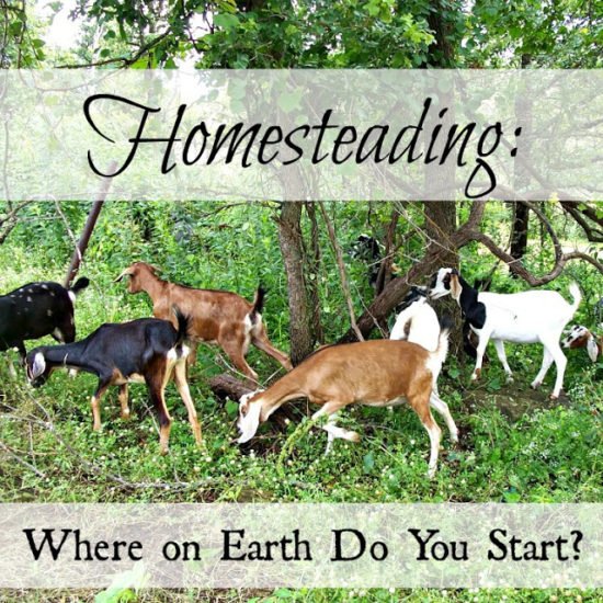 Homestead Blog Hop Feature - Where to start