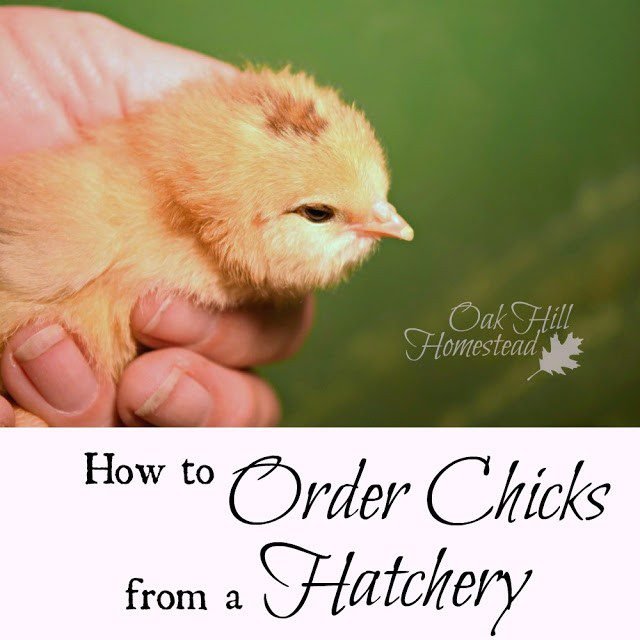 Homestead Blog Hop Feature - chicks-hatchery