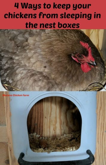 Homestead Blog Hop - Murano Chicken Farm