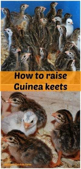 Homestead Blog Hop Feature - How to raise Guinea keets