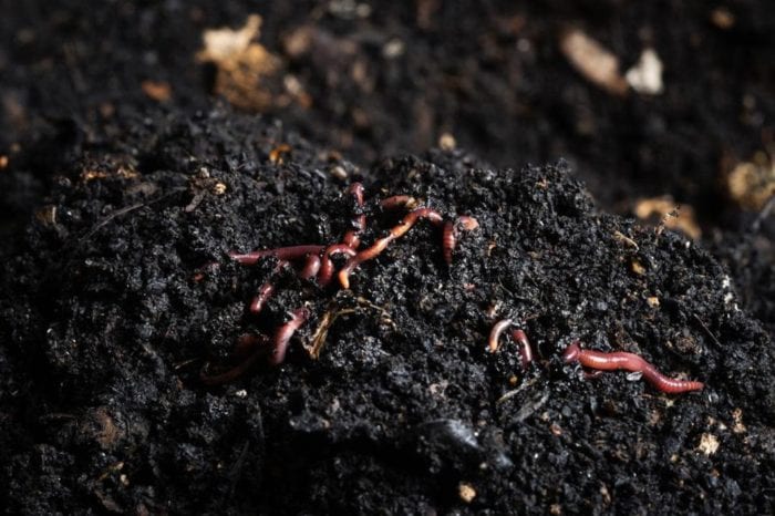 Homestead Blog Hop Feature worms-in-soil