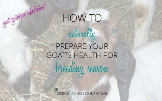 Homestead Blog Hop Feature - How-to-prepare-your-does-for-breeding-season-naturally