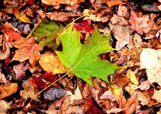 Homestead Blog Hop Feature - fall-leaves-to-use-for-green-mulch