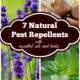 7 Natural Pest Repellents for All Seasons