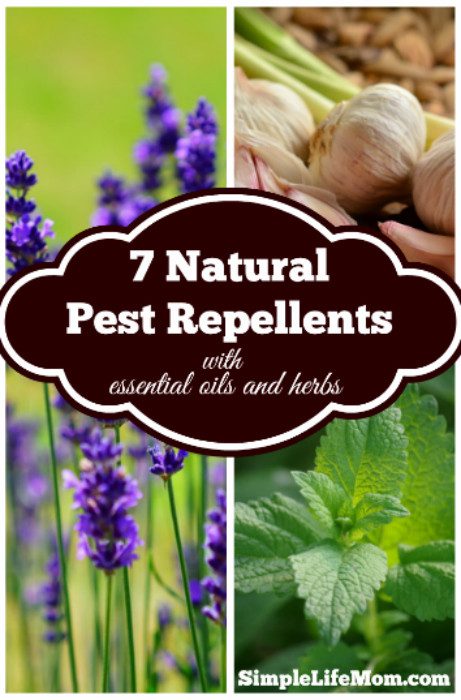 7 Natural Pest Repellents from Simple Life Mom