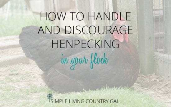 Homestead Bog Hop Feature - how-to-discourage-henpecking-in-your-flock