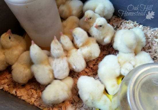 Homestead Blog Hop Feature - How to Brood Chicks