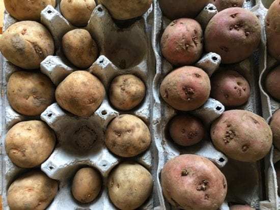 Homestead Blog Hop Feature - Sprouting Seed Potatoes for Planting