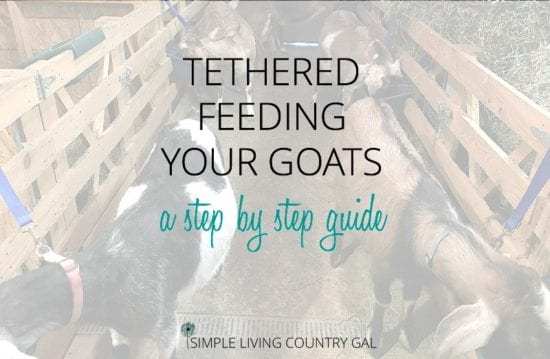 Homestead Blog Hop Feature - Tethered-feeding-goats-step-by-step