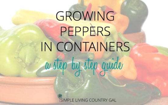 Homestead Blog Hop Feature - Growing Peppers in Containers