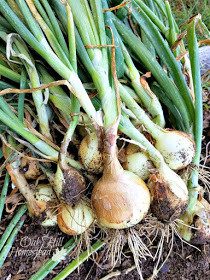 Homestead Blog Hop Feature - Harvesting and Curing Onions