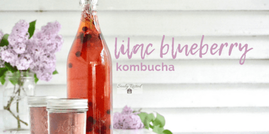 Homestead Blog Hop Feature - Lilac Blueberry Kombucha