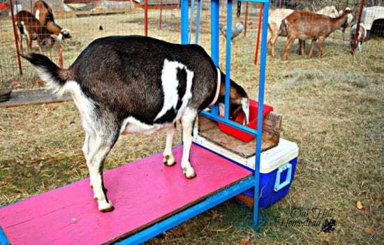 Homestead Blog Hop Feature - How to Dry Off Your Dairy Goat