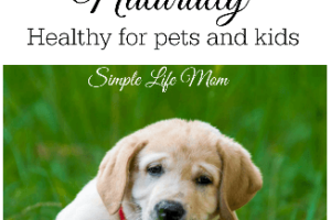 10 Ways to Get Rid of Fleas Naturally from Simple Life Mom