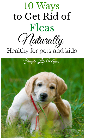 10 Ways to Get Rid of Fleas Naturally from Simple Life Mom