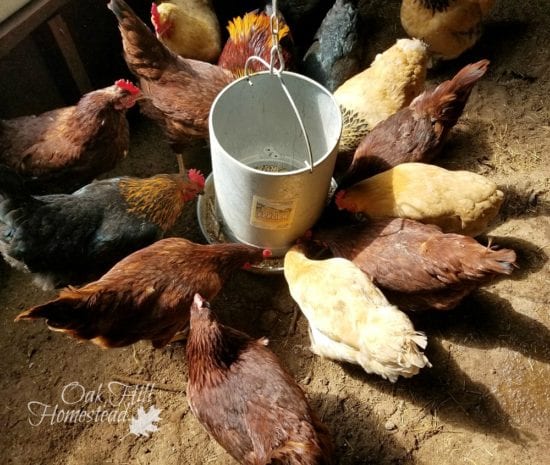 Homestead Blog Hop Feature - Winter Chicken Keeping