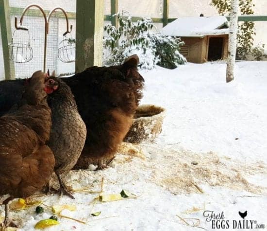 Homestead Blog Hop Feature - 4 Things Your Chickens Need This Winter