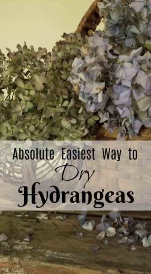 Homestead Blog Hop Feature - How-to-Dry-Hydrangeas