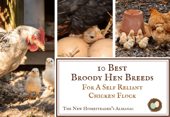 Homestead Bog Hop Feature - Best-Broody-Hen-Breeds-for-a-Self-Reliant-Chicken-Flock