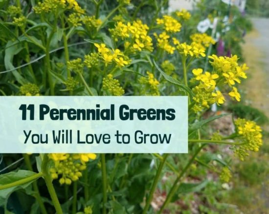 Homestead Blog Hop Feature - 11 Perennial Greens you will Love to Grow