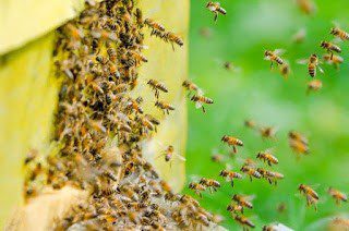 Homestead Blog Hop Feature - Homestead Beekeeping